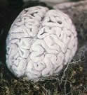 Human Brain