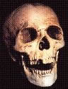 Full Human Skull